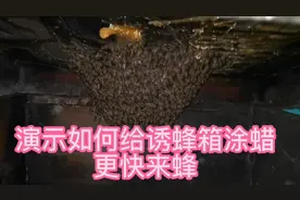 演示如何给诱蜂箱涂蜡可以更快来蜂，诱不到蜂的朋友请进来看看视频封面