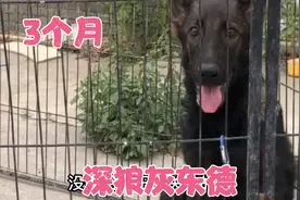 一位大叔的两条东德不想养了，一起看看这东德品相咋样，直接拉走视频封面