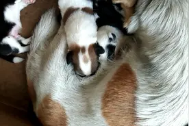 蝴蝶犬生了5条狗崽，边喂奶边为小狗舔身子，母爱果然相通的!视频封面