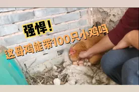 1只母鸡能带100只小鸡吗？孵蛋母鸡老逃跑，竹林围追堵截才抓回视频封面