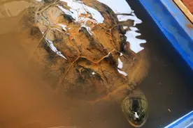 被我冷落的8斤重大花龟，比我两个手掌还大，单独喂点龟粮给她吃