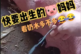 🐷妈妈快生了，奶水多的一挤都能喷好远😇😇，小🐷仔有福了😀😀