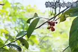 榴莲是什么垃圾？视频封面