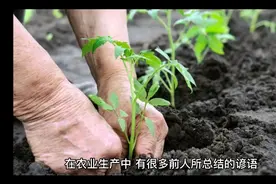 “番茄卧栽、茄子阔栽、辣椒窝栽”啥意思？我为你解答视频封面