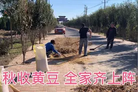 茉茉家的黄豆熟了 还在延续古老的方式碾压黄豆秸子收豆粒呢视频封面