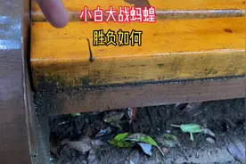 墨脱原始森林，小白大战蚂蝗，把蚂蝗搞得团团转视频封面