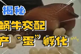揭秘蜗牛交配，产“蛋”及孵化过程