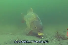 水下高清摄像拍摄，鲤鱼鳊鱼水下吃饵全过程，玉米做饵一钓一条视频封面