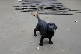 三个月的拉布拉多第一次练衔取，太优秀了，不愧是巡回猎犬视频封面