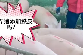 麸皮在猪饲料当中是不可替代的，麸皮对猪有哪些好处？你添加了吗视频封面
