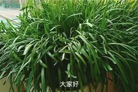 90岁老太分享盆景韭菜的种植方法，做好这几步，一周一茬视频封面