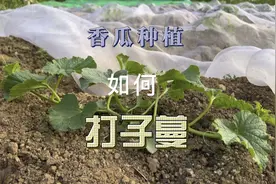 香瓜种植，甜瓜打子蔓的方法是怎么样的？露天香瓜种植技术分享视频封面