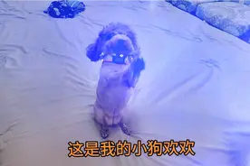 我养的泰迪，吃的太肥，四天没给吃，饿急了，跳床作揖，太可爱。视频封面