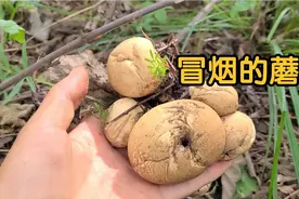 原始森林采到一种会冒烟的蘑菇，这种蘑菇不仅是食材，还是药材