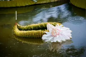 盛夏大王莲开花了视频封面