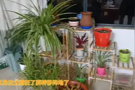 有谁和我一样，家里只会养这玩意，其他都养不活😂😂😂😂😁视频封面
