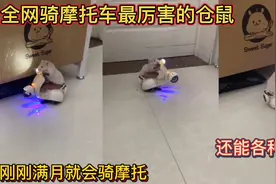 全网骑摩托车最厉害的仓鼠！刚刚满月就会骑摩托！还能各种炫技！