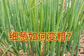 小葱浇完水后撒一把，小葱疯长不停不干尖不黄叶，农村土办法视频封面