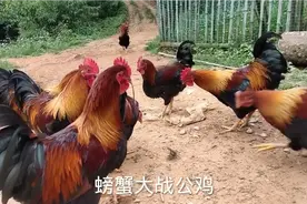 老表养殖基地吃螃蟹清理时跑了一只，被大公鸡围攻很意外公鸡怂了视频封面