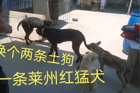 农村大哥用六十斤的猛犬莱州红，换了两条土狗真是脑袋被门挤了视频封面