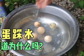 知道孵化小鸡时鸡蛋为何要踩水，很多人觉得不科学，真的不科学吗视频封面