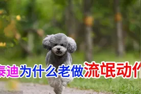 泰迪为什么老做流氓动作视频封面