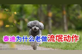 泰迪为什么老做流氓动作视频封面