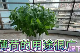 薄荷的用途很广，掌握扦插技巧，三个月就能长出一大盆。视频封面