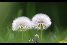 每天喝一杯蒲公英水的好处视频封面