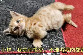 这个夏天有点乱，鸡猫共处都是社牛，小公鸡谈朋友了小猫皮的很视频封面