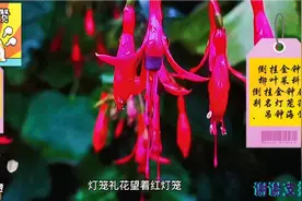 倒挂金钟，别名灯笼花，一朵朵小花像红灯笼，非常喜庆非常美👍😊视频封面