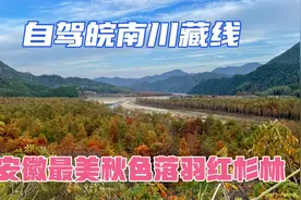 上海出发自驾皖南川藏线，带你去看被称之水上喀纳斯的最美红杉林视频封面
