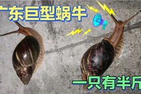 广东巨型蜗牛，大的有成人拳头那么大，这是外来物种还是变异蜗牛视频封面