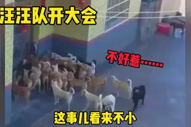 搞笑配音：汪汪队开大会，这事儿看来不小，不好惹呀！视频封面