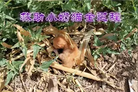 捡的小奶猫救助全过程:牠用肢体语言表达感恩之情！视频封面