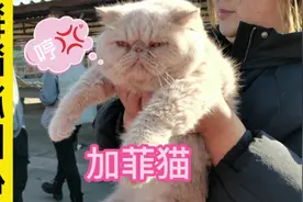 宠物市场发现加菲猫价值1500，带美短纹的中华田园猫，你见过吗？视频封面