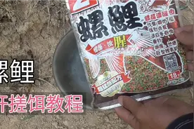 螺鲤开饵：入秋螺鲤2号开饵方法教程分享，适合守钓大鲤鱼！