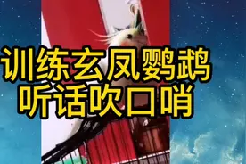 分享怎么训练玄凤鹦鹉听话吹口哨唱歌，如何训练鹦鹉吹口哨视频封面