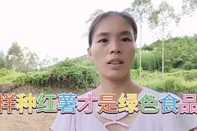广西人七月份开始种红薯了，用的都是农家肥，你们那里是怎么样种视频封面