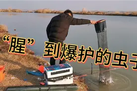 就一招！红虫养俩月，越养越大、越养越腥、越养越壮视频封面