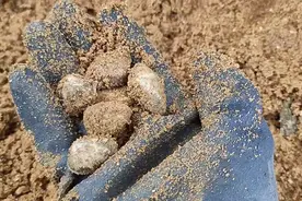 美子分享真实赶海经验，看看怎样能够扒出超多花甲，还能捡辣螺！视频封面