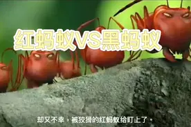 昆虫总动员：黑蚂蚁红蚂蚁谁更胜一筹。视频封面