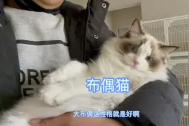 布偶猫的性格真是太好了，刚到家的布偶猫小孩随便抱一点不反抗视频封面