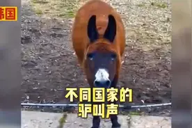 不同国家的驴叫声，视频封面