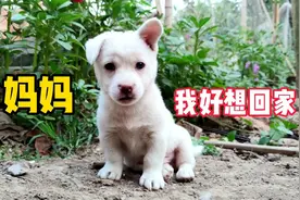 妈妈：我好想回家，您不要我了吗？视频封面