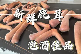 六月收割鹿茸最好的季节，新鲜鹿茸怎么吃更好？张雷分享给大家视频封面