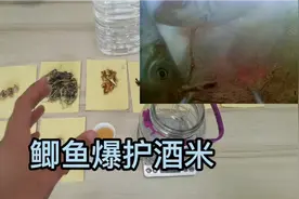 这个窝料配方不得了，只招鲫鱼，而且对鲫鱼诱惑很大，且不招白条视频封面
