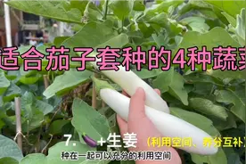 不适合和茄子套种的4种蔬菜，因为它们会互相干扰，产生害处视频封面