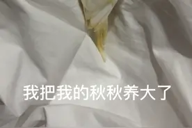 寻鸟启事丢失袁寨镇 虎皮鹦鹉 白色会说秋秋 你好 恭喜发财 亲亲视频封面