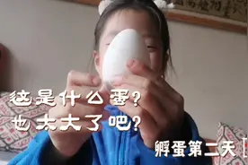 孵蛋第二天：开箱鹅蛋到底比鸡蛋大多少？宝宝直叫这也太大了吧视频封面